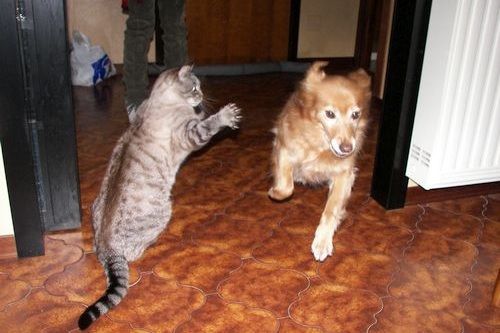 Gambar kucing menyerang anjing