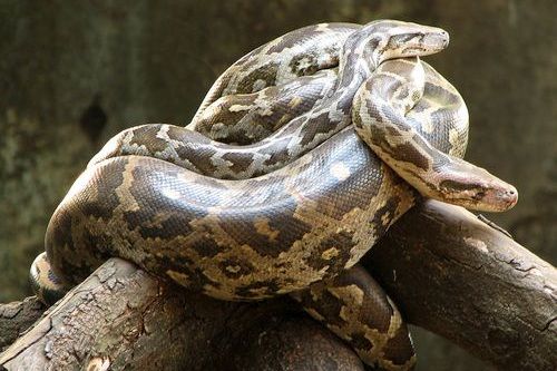 Ular Python India