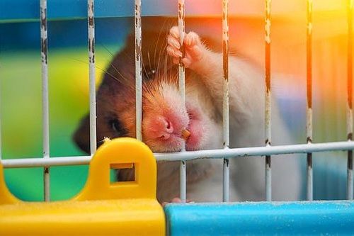 Hamster menggigit kandang
