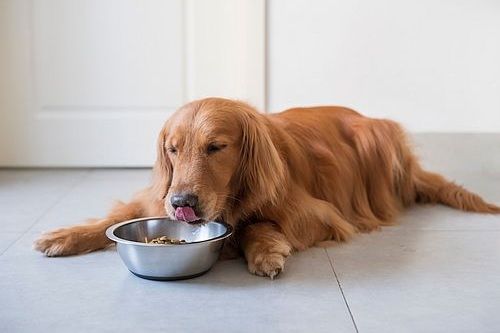 Makanan anjing