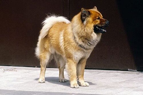 Gambar anjing Eurasier
