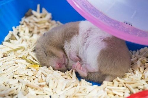 Hamster tidur