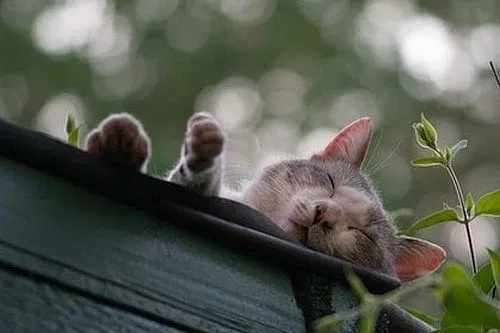 Kucing tidur di tempat tinggi