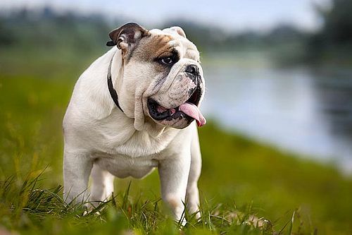 Anjing English Bulldog