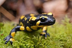 Jenis-jenis Hewan yang Bernafas Melalui Kulitnya | Si Binatang