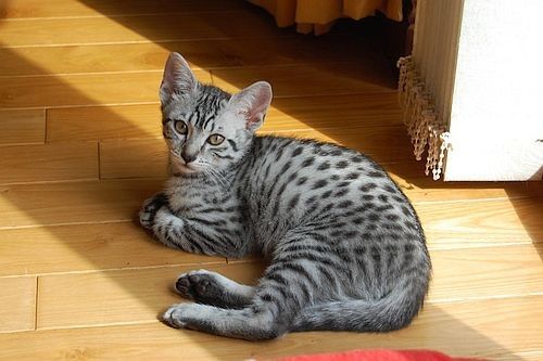 Kucing Egyptian Mau
