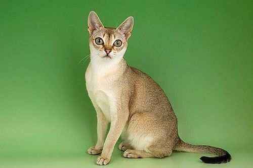 Kucing Singapura