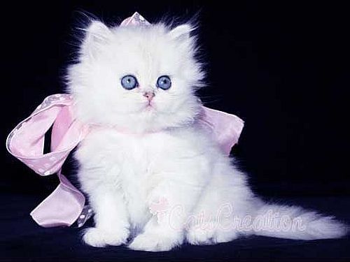 Kucing putih mata biru