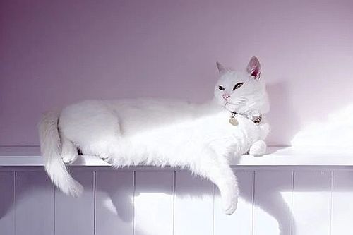 Kucing putih