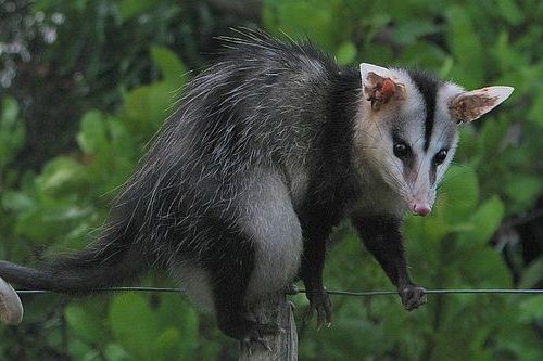 Opossum bertelinga putih