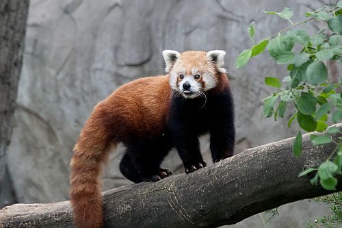 Panda merah