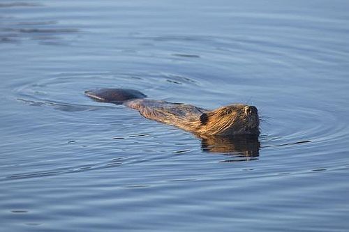 Beaver berenang