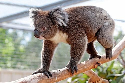 Cakar koala