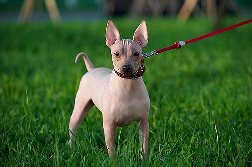 Gambar anjing American Hairless Terrier