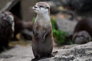 Karakteristik, Perilaku, dan Habitat Berang-berang | Si Binatang