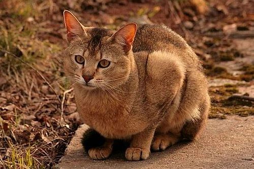 Gambar kucing Chausie