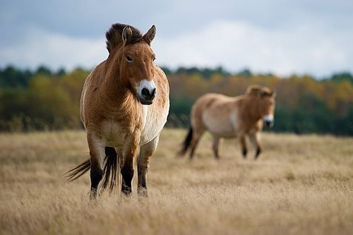 Kuda Przewalski