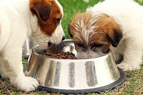 Makanan Trelarang Anjing