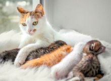 Gambar kucing menyusui anaknya