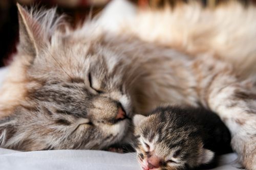 Kucing dan anaknya