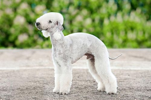 Anjing Berpenampilan Unik Bedlington Terrier