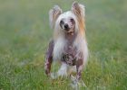 Anjing Berpenampilan Unik Chinese Crested