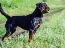 Anjing Rottweiler