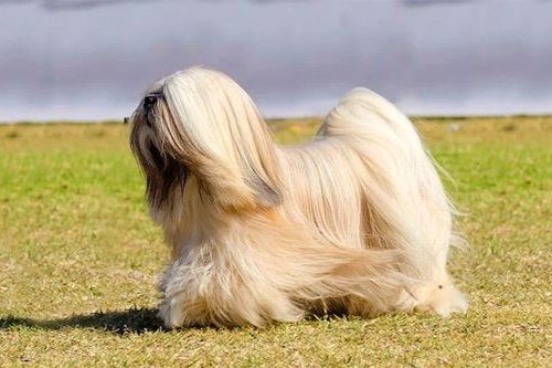 Anjing berumur panjang Lhasa Apso