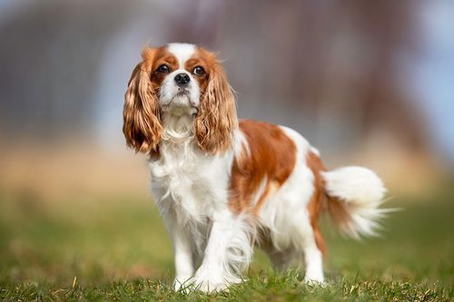 Anjing ramah dan sabar Cavalier King Charles Spaniel