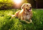 Anjing ramah dan sabar Golden Retriever