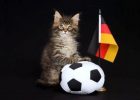 Nama Kucing Jerman