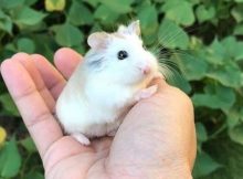 Nama hamster