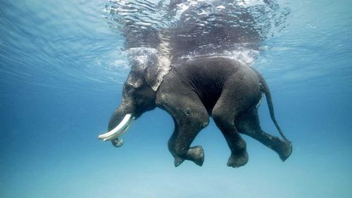 Gajah Berenang