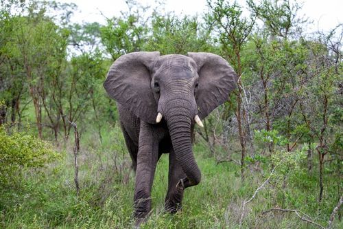 Gajah Betina