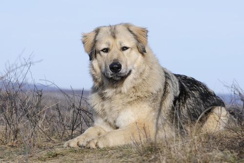 Gambar anjing Caucasian Shepherd Dog