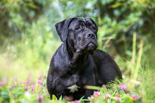 Gambar anjing Italian Mastiff