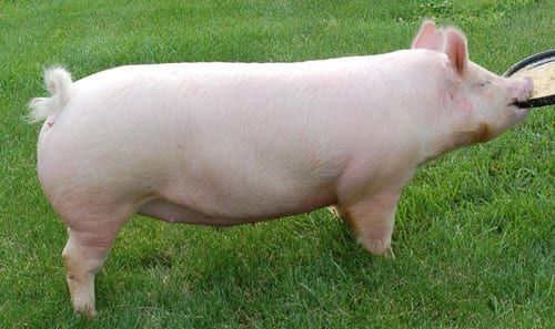 Gambar babi jenis American Yorkshire