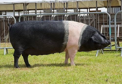 Gambar babi jenis British Saddleback