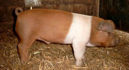 Gambar babi jenis Danish Protest