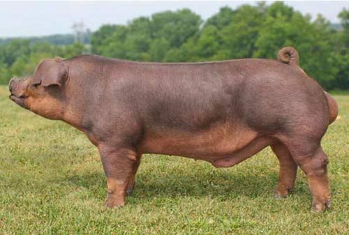 Gambar babi jenis Duroc