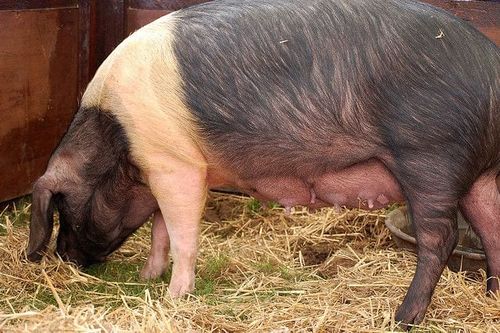 Gambar babi jenis Essex