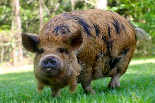 Gambar babi jenis Kunekune