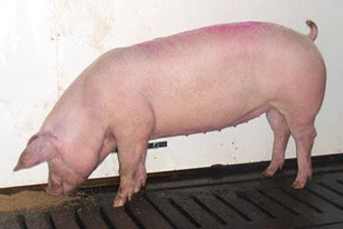 Gambar babi jenis Lacombe