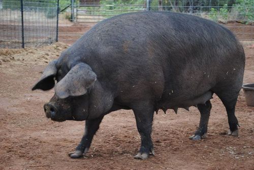Gambar babi jenis Large Black