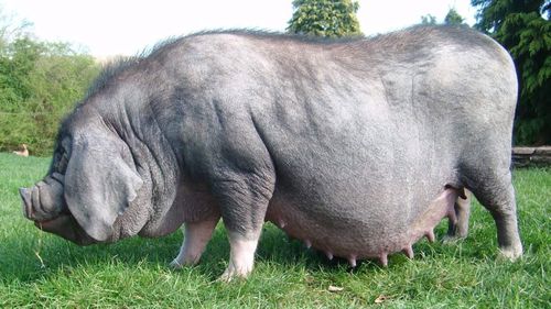 Gambar babi jenis Meishan
