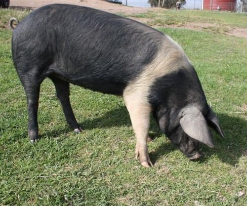 Gambar babi jenis Wessex Saddleback