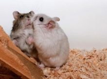 Gambar hamster berkelahi
