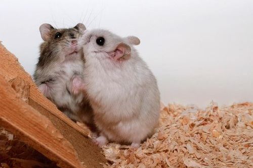Gambar hamster berkelahi