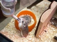 Gambar hamster minum air