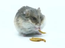 Hamster makan cacing hongkong